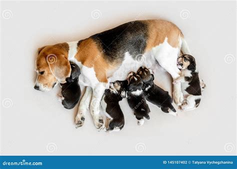 Mother Beagle Feeding Puppies Stock Photo Image Of Group Isolated
