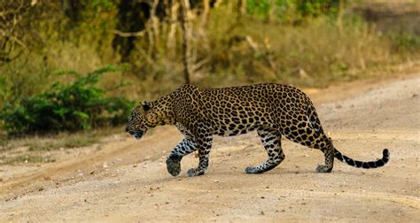 Sri Lankan Leopard — Aisle Seat Please