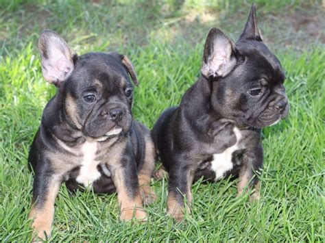 A reputable breeder will not breed or sell dogs with disqualifying colors. Luxurious French Bulldogs - French Bulldog Puppies For Sale