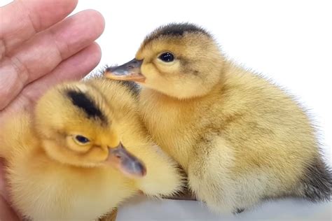 Con này người ta gọi là vịt bụng nước, đó là bệnh. Kỹ thuật nuôi vịt con từ 1 đến 56 ngày tuổi hiệu quả - Agri.vn