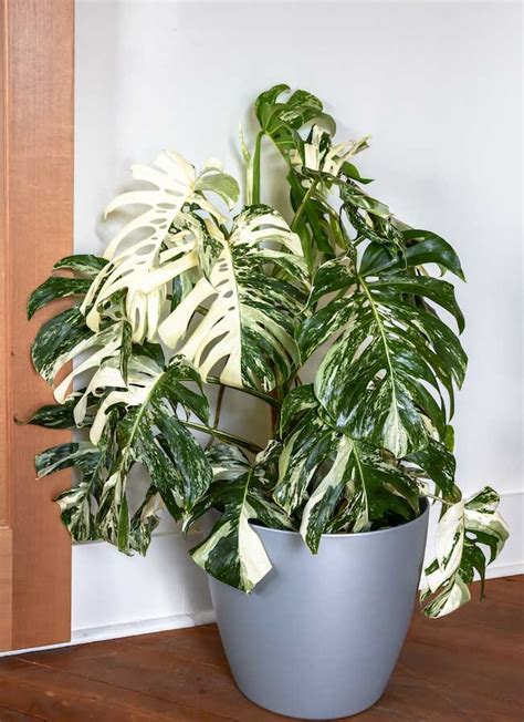 Browse the largest inventory of varieged monstera species & other species. Variegated Indoor Plants: The Science Behind the Latest ...