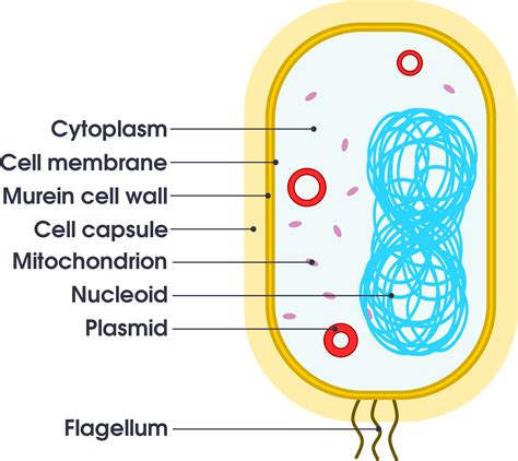 Download Open Simple Bacteria Cell Diagram Full Size Png Image Pngkit