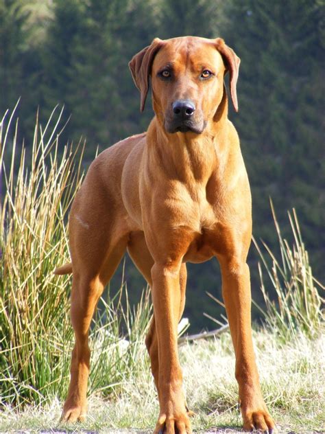Beautiful Rhodesian Ridgeback This Is The Next Dog Breed I Want Such