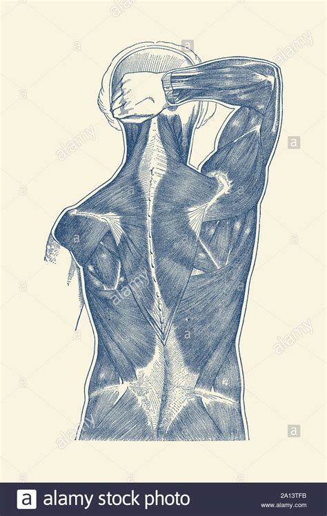Vintage Anatomy Print Showing A View The Human Muscular System From The