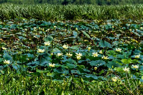A Beautiful Lake Of Yellow Lotus Wildflowers Stock Photo Image Of