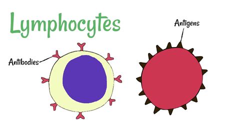 Leukocytes Vs Lymphocytes Types And Function Of White Blood Cells