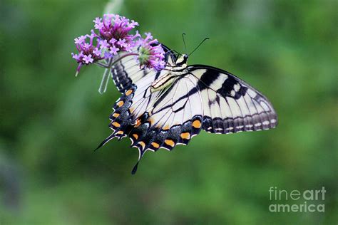 Eastern Tiger Swallowtail Butterfly Ventral View Photograph By Karen
