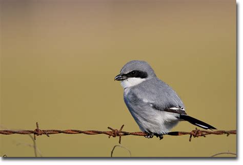 Bird In Everything Small Birds Of North America