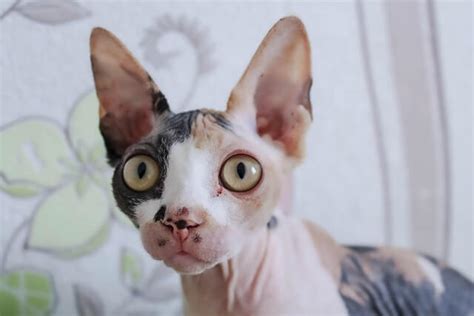 Sphynx Cat Breed Profile Info And Facts World Cat Finder