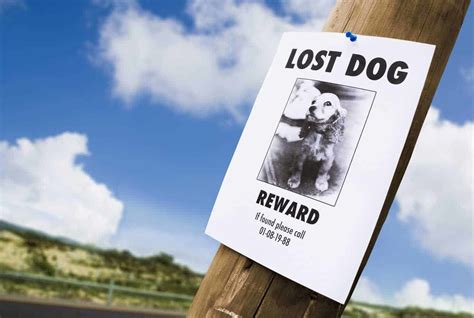 Lost Dog Bring Your Pup Home By Implanting A Microchip