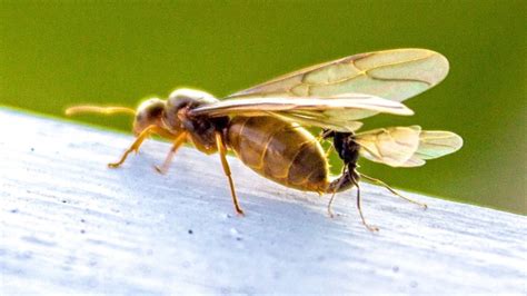 Gross Swarm Of Flying Ants In Stephenville Captured On Video