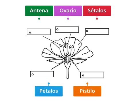Partes De La Flor Labelled Diagram