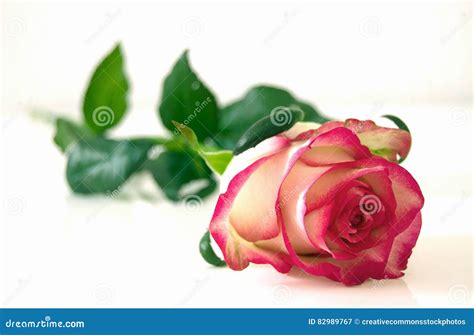 Pink And White Rose Flower Picture Image 82989767