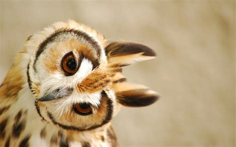 Cute Cartoon Owl Wallpaper Wallpapersafari