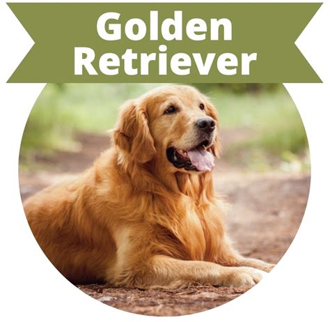 A Guide to Golden Retrievers - DogCareLife