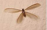 Pictures of Flying Termite