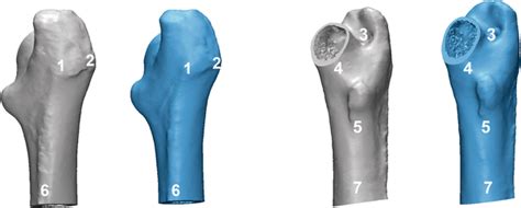 The Following Seven Anatomical Landmarks Were Used To Identify