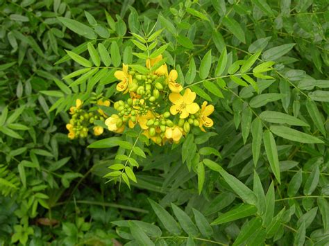 Cassia Privet Senna Ligustrina 4 Pot Florida Native Wildflowers