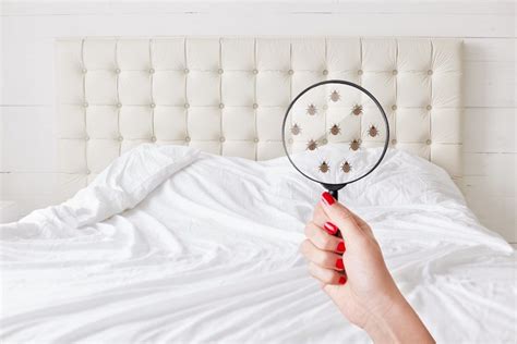 Dont Let The Bed Bugs Bite 5 Early Signs You Might Have Bed Bugs Elmens