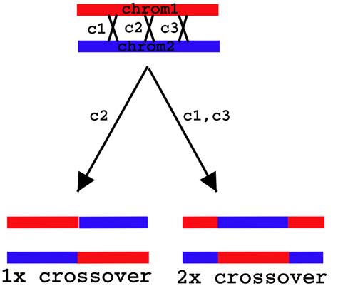3 Genetic Recombination Or Dna Crossover Recombination Events Between