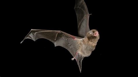 Chiroptophobia Fear Of Bats Symptoms Causes And Treatment