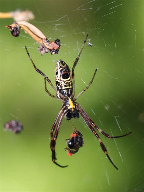 A Sub Adult Male Golden Orb Weaver Spider