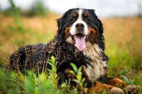 Bernese Mountain Dog Breed Information And Characteristics