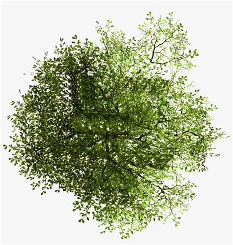 If you need realistic trees brushes, download this pack, create a forest, garden, or add myphotoshopbrushes.com gathers photoshop brushes, psd files, patterns, custom shapes, styles, gradients and tutorials created by artists from all. Site Architecture Transprent Free - Tree Plan Png ...