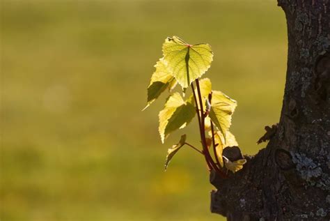 Linden Tree Tips For Growing And Caring Plantura