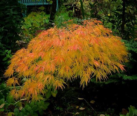 The leaves of this japanese maple, which are somewhat dissected, produce a feathery appearance and a beautiful progression of color. Waterfall Japanese Maple For Sale Online | The Tree Center