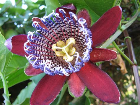 Filepassiflora Alata Flower