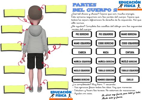 Partes Del Cuerpo 2 1º Blog De Educación Física Alexis Hernández Free Download Nude Photo