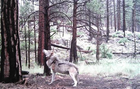 Tripawds Three Legged Wolves Roam And Thrive In New Mexico Wild