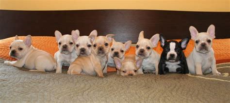 Boo Boo French Bulldog Puppies Home