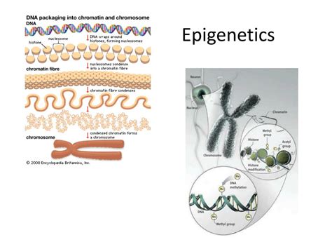 Epigenetics Ppt