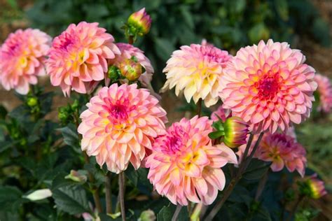 Dahlia Flowers How To Plant Grow And Care Florgeous