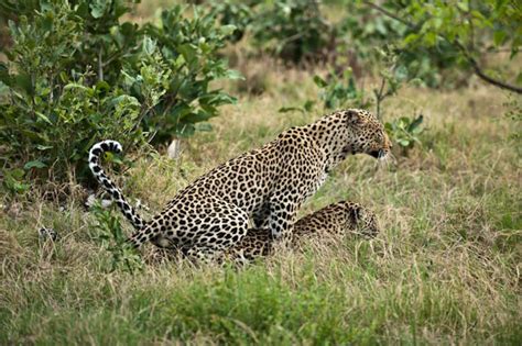 5 Sexy Facts You Didnt Know About Leopards Africa Geographic