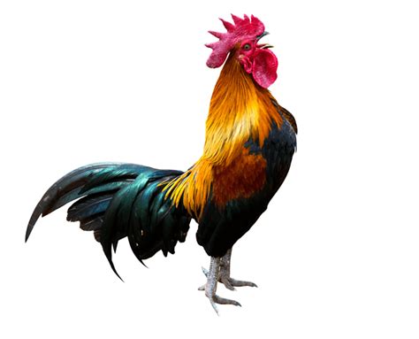 All You Need To Know About Rooster Crowing The Happy Chicken Coop