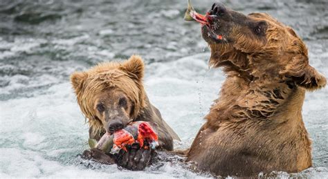 See The Grizzly Bears Of Katmai Alaskas Most Famous Bears
