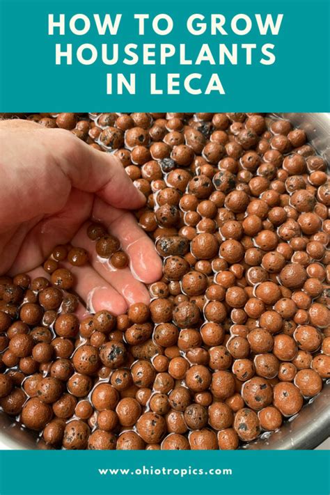 Growing Houseplants In Leca Useful Tips To Get You Started