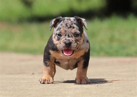 1 blue and tan tri color female, 2 lilac and tan tri color boys, and. Exotic Bully Puppies For Sale - l2sanpiero