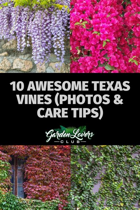 15 Awesome Texas Vines Photos And Care Tips Garden Lovers Club In