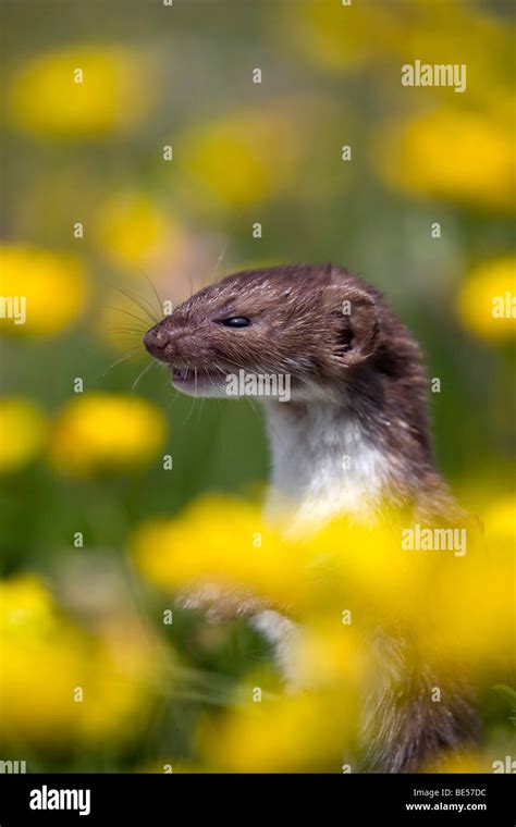 Weasel Mustela Nivalis Cornwall Stock Photo Alamy