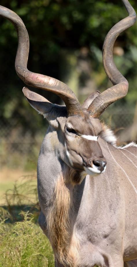 About Wild Animals Kudu An Animal With Massive Curly Horns Africa
