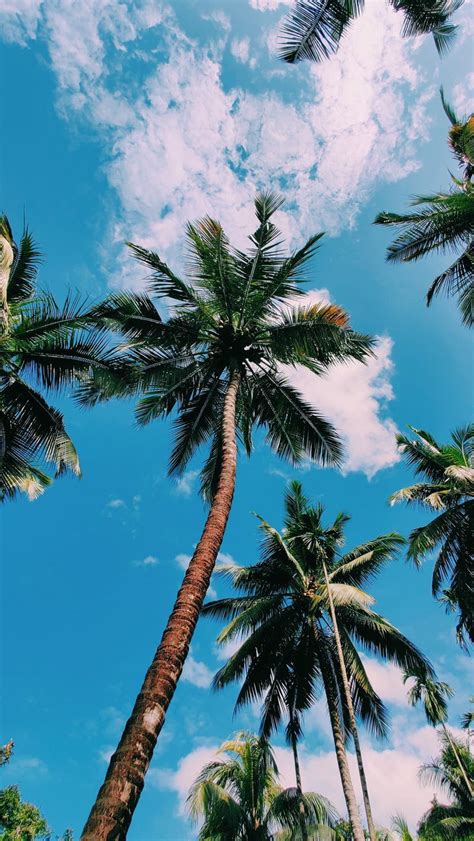 Summer Wallpaper Palm Tree Sky Aesthetic Summer Wallpaper Aesthetic