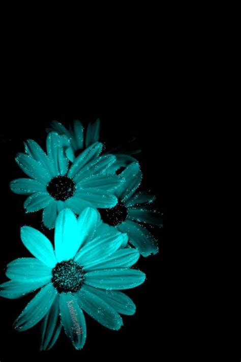 Aqua Teal Turguizeandblack Beautiful Flowers Wallpapers Flower