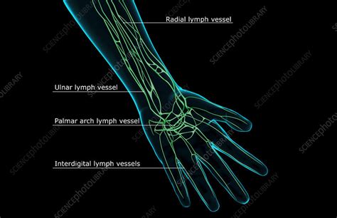 The Lymph Supply Of The Hand Stock Image F0017006 Science Photo