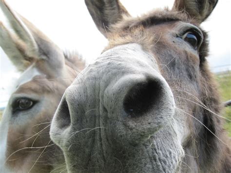 Donkeys Nose Missonice Flickr
