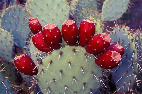 'prickly pear cactus' is a 17 letter phrase starting with p and ending with s. Prickly Pear Cocktails, No Prickly Pears Required | Food ...