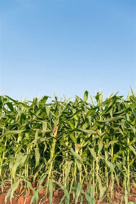 Green Maize Corn Field Plantation Stock Photo Image Of Farming